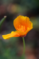 tulip in the garden