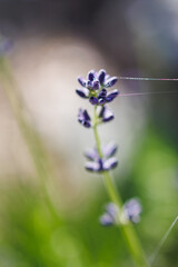 forget me not flowers