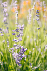flowers of lavender