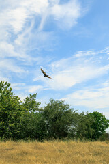 vulture in flight