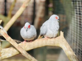 nice couple of pigeon on the tree of srilanka