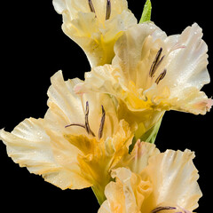 Blooming Gladiolus Donna Maria a black background