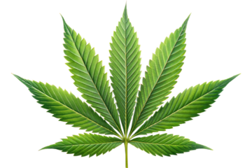 canna leaf illustration one canna leaf on a  transparent background