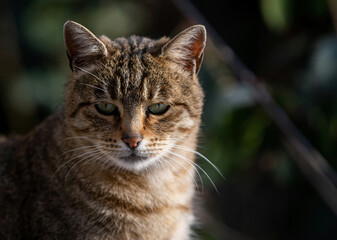 abyssinian Animals Images Pictures Cat