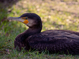 grey bird black bird HD Black Wallpapers bird photography
