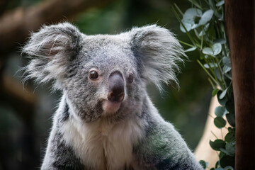 koala Nature Images zoo mammal