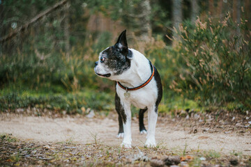 Nature Images boston terrier bokeh vegetation canine pet