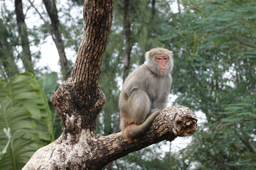 Monkey Images mammal wildlife Tree Images Pictures