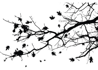 Silhouettes of branches of maple tree with leaves isolated on white. Vector illustration
