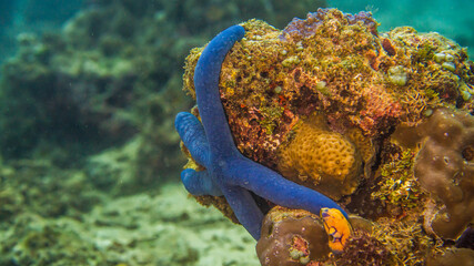 Cute blue starfish stuck to coral all alone