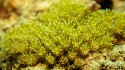 Beautiful Galaxea Coral in the sea