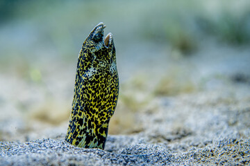 Marbled snake eel feels thirsty during the day