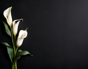 Fototapeta premium elegant white calla lily flowers on right side black empty paper on dark background. Funeral condolence, card sympathy floral concept