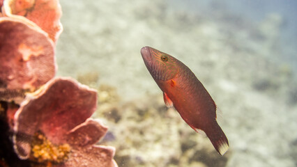 Couriouse Ringtail Maori Wrasse Fish 