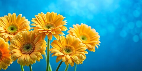 Obraz premium Vibrant spring bloom with yellow gerbera flowers on a blue background