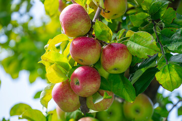 apples on the tree in harvest season