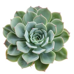 A close-up view of a succulent plant with fleshy, green leaves arranged in a spiral pattern.