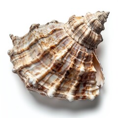 Fototapeta premium A large, brown and white seashell with intricate ridges and a spiral shape, isolated on a white background.