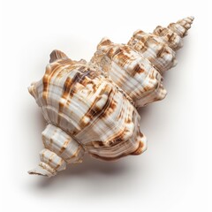 Obraz premium A large, white and brown seashell with a spiral shape, isolated on a white background.