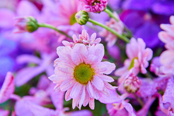 Close-up of pink Chrysanthemum flower