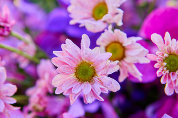 Obraz premium Close-up of pink Chrysanthemum flower