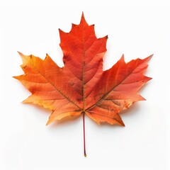 Fototapeta premium A single, vibrant red and orange maple leaf isolated on a white background.