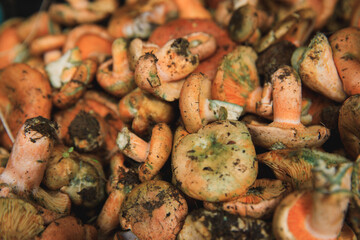 Many fresh picked mushrooms closeup