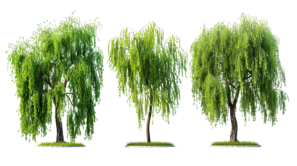 Three trees are standing in a row on a transparent background