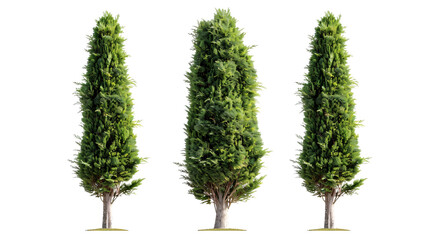 Three trees are standing in a row on a transparent background