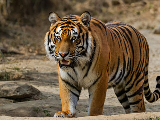 Naklejka premium tiger in the wild