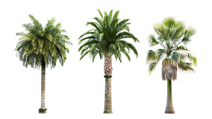 Three palm trees are shown in a row, with the middle one being the tallest on a transparent background.