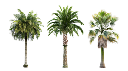 Three palm trees are shown in a row, with the middle one being the tallest on a transparent background.