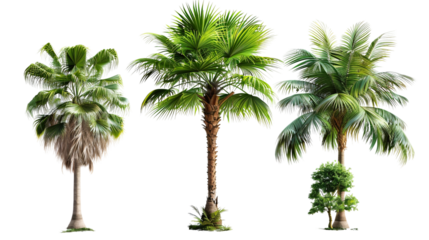 Three palm trees are shown in a row, with the middle one being the tallest on a transparent background.