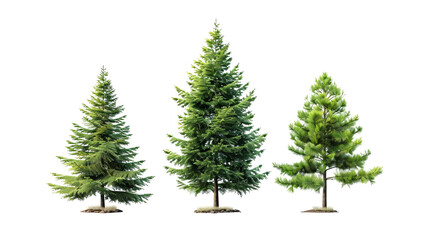 Three trees are standing in a row on a transparent background