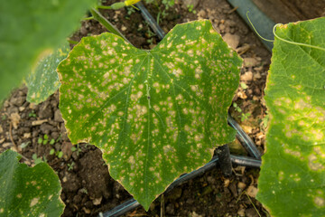 Visuals of downy mildew symptoms on a cucumber leaf