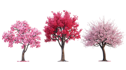 Three trees with pink blossoms are shown in a row on a transparent background