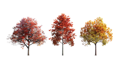 Three trees with different colored leaves, one is yellow, one is red on a transparent background