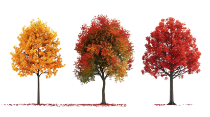 Three trees with different colored leaves, one is yellow, one is red on a transparent background