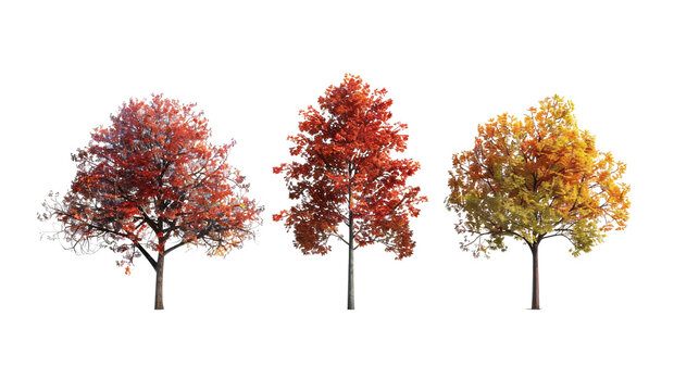 Three trees with different colored leaves, one is yellow, one is red on a transparent background