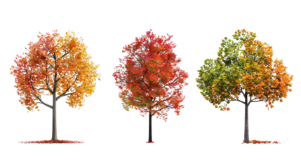 Three trees with different colored leaves, one is yellow, one is red on a transparent background
