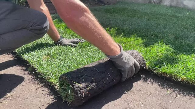 Men laying a roll of natural lawn cover, lawn grass, lawn laying, rolled green grass, material for landscaping