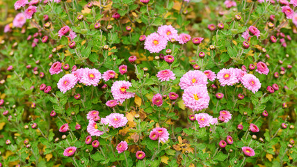 Autumn blooming pink chrysanthemums in nature