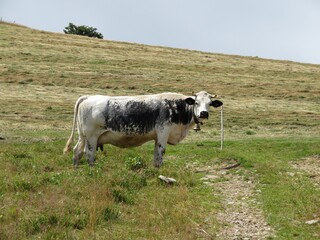 vache