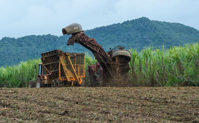 Harvesting sugar cane on the island of Mauritius