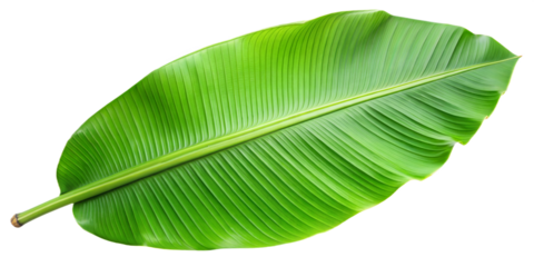  banana leaf on transparent background