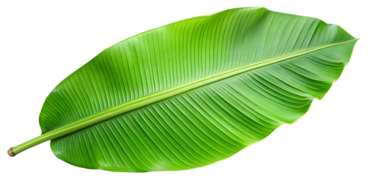  banana leaf on transparent background