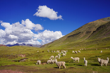 Obraz premium Alpacas Grazing around Rainbow Mountain, Cusco, Peru