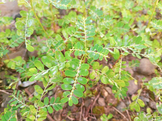 Meniran is a plant that has a straight stem and leaves with even pinnate bones, each stem has compound leaves that are small and oval in shape