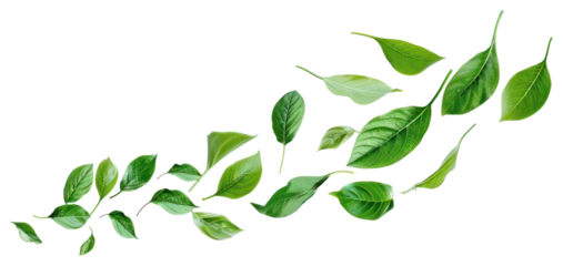 PNG Green leaves on white background
