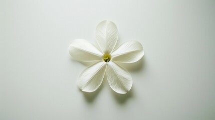 Obraz premium Single White Flower on a White Background